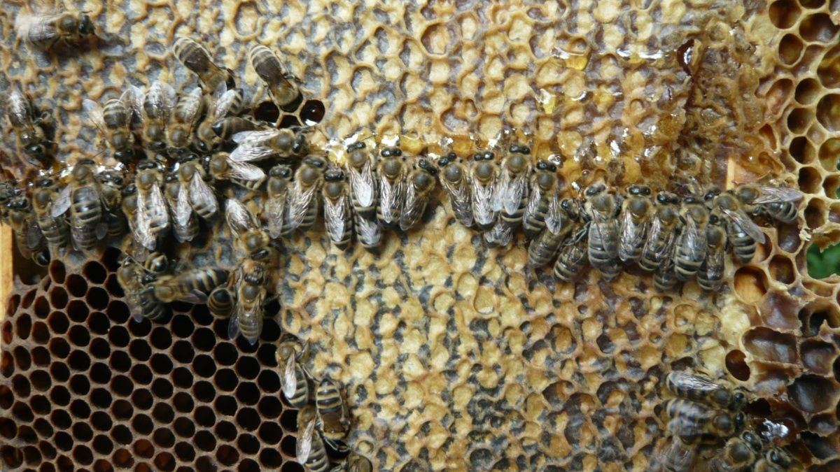 Včelstva přežila zimu bez velkých ztrát, hrozí ale varroáza, upozorňují vědci